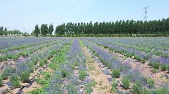 滑县普罗旺斯薰衣草庄园,普罗旺斯花海震撼