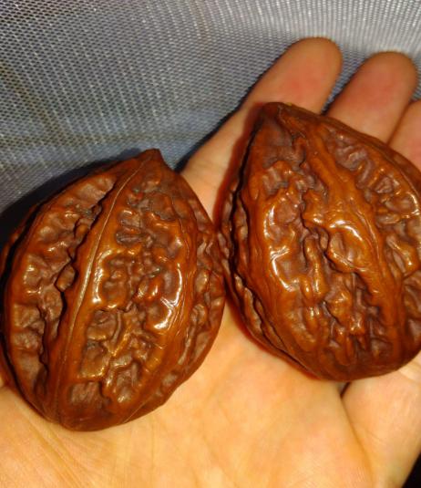 把玩核桃纹路很尖刺的是什么核桃,文玩核桃纹路是如何划分的