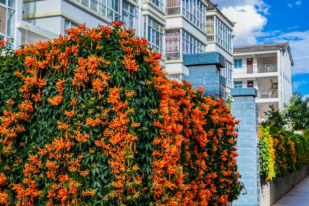 园林人需要知道的85个花卉知识,园林花卉的种类及图片