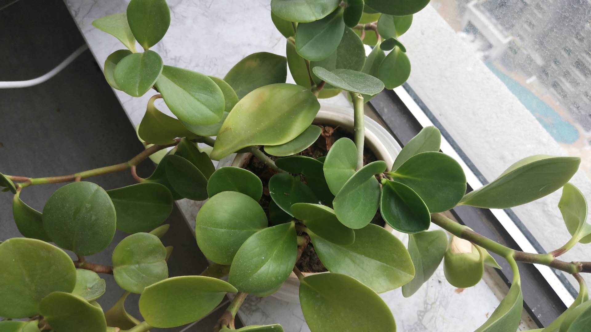 碧玉不绿,碧玉料子不好怎么养