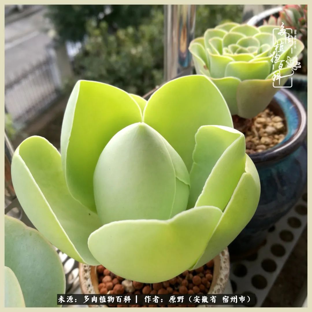 梅雨袭,酷暑至,多肉进入历劫季