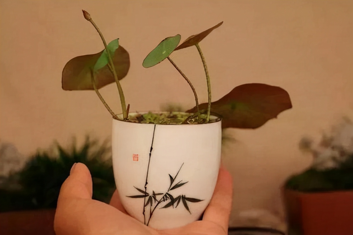 碗莲叶子发黄要不要施肥,请问碗莲叶子发黄是什么原因