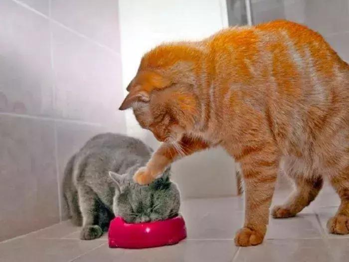 动物星球沙雕系列手办,你从未见过的沙雕手办