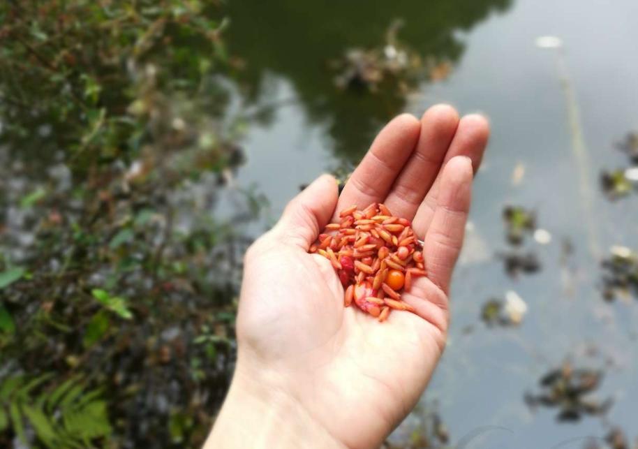 老钓手的一些小技巧,手竿谷麦钓鲤鱼教程