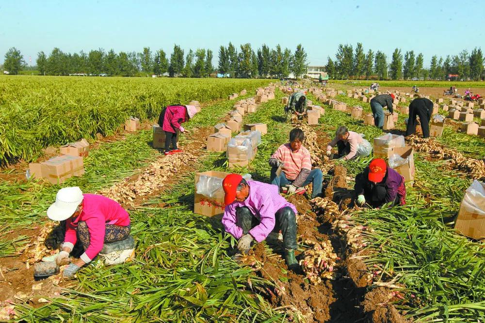 栾城区：“姜”来满满开心收获