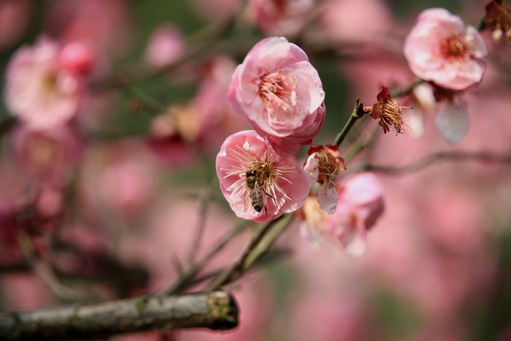 早春二月竖笛曲谱,早春二月笛子演奏