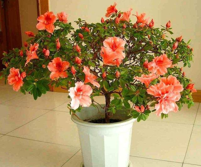 杜鹃长得不茂盛怎么办,杜鹃不开花怎么办教你一招