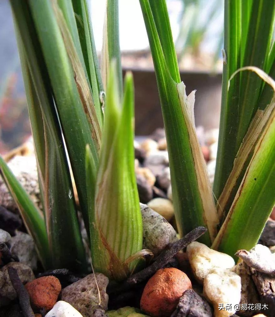 大雪素莲瓣兰和剑阳蝶多少钱一苗,莲瓣兰大雪素和老种大雪素的区别