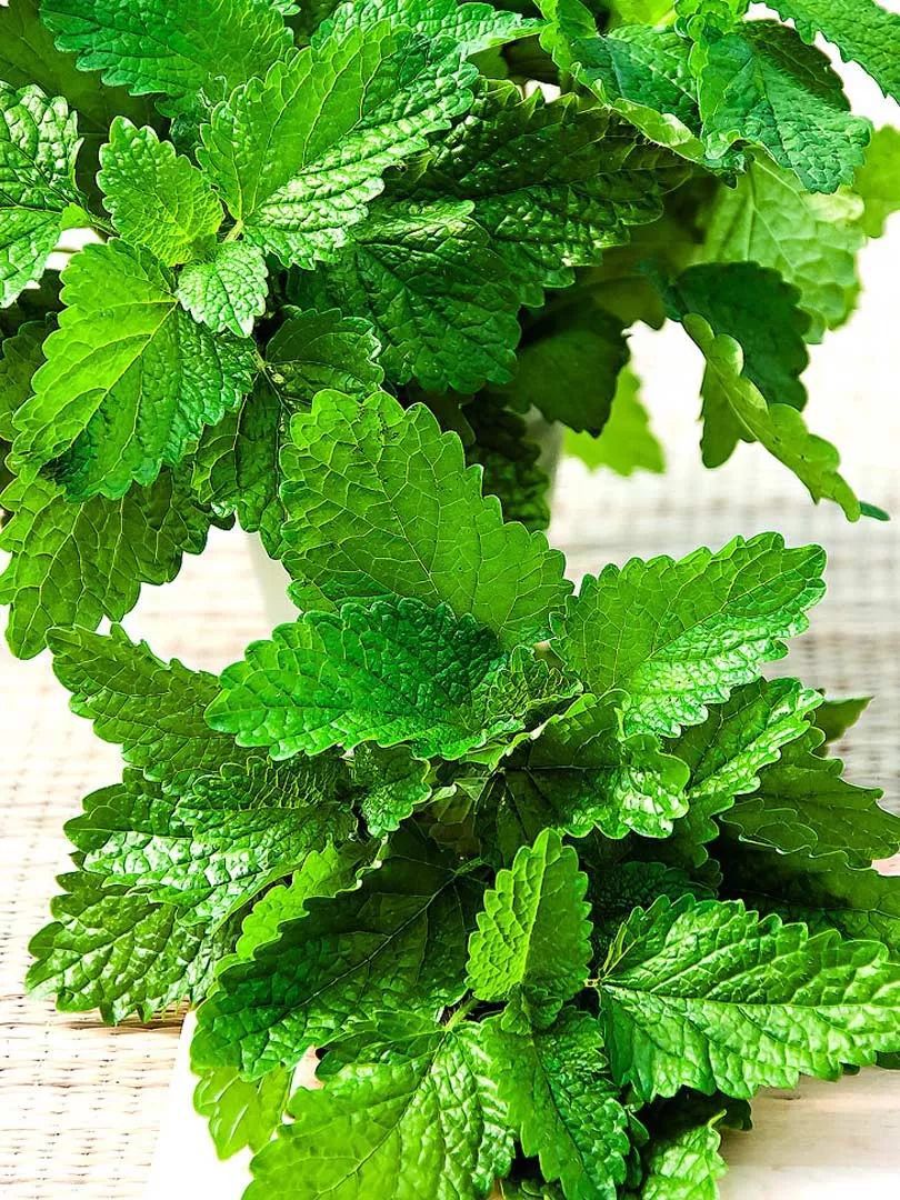 种植物驱蚊种什么好,适合赶走蚊子的植物