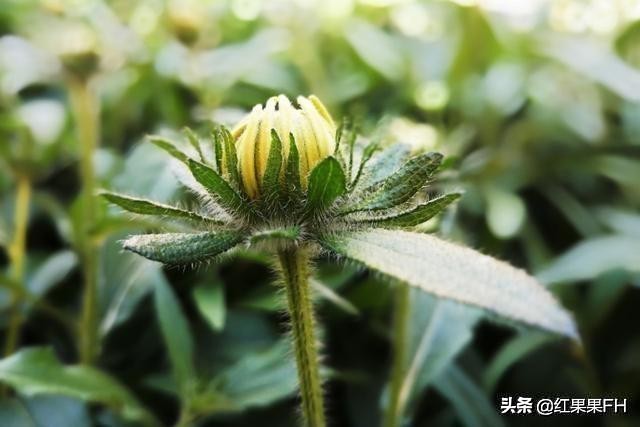 黑心金光菊和全缘金光菊的区别,黑心金光菊的观赏特性和园林用途