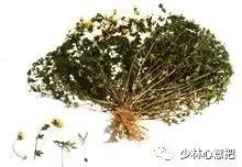 中药图片大全名称,中药图片大全带药名高清