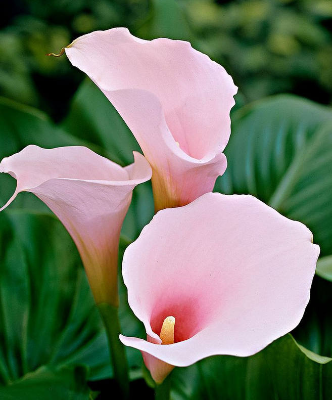 马蹄莲夏季怎么养才能开花快,马蹄莲怎样养才能爆花