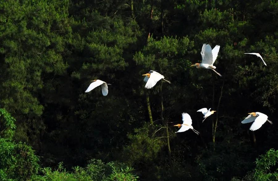 四川宜宾市长宁县竹海新闻,天府竹海景点