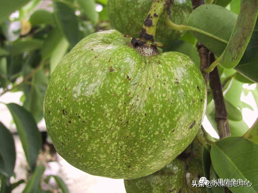 目前释迦最好的品种,粉色释迦