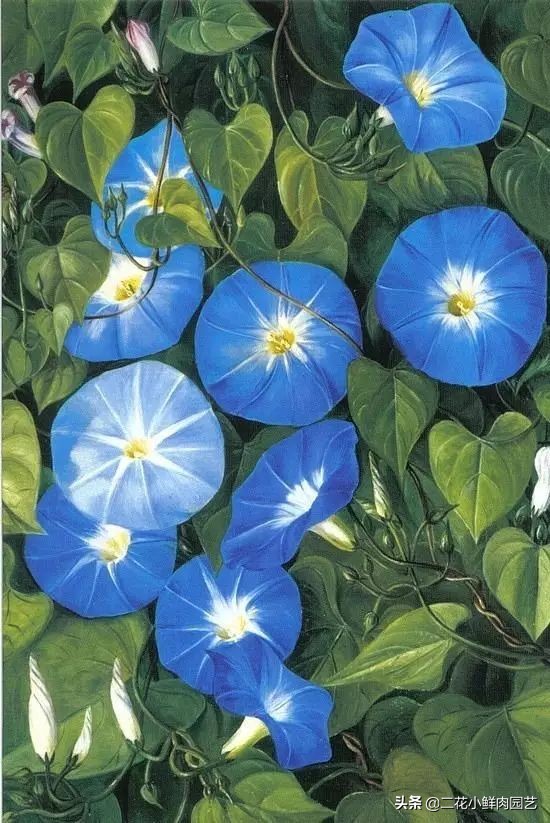 100种花卉绘画,100多张花卉线描手稿素材赶快收藏