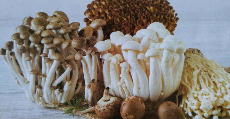 松茸与洋茸的区别,松茸菇干货整体图片