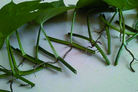 水培绿萝根太多怎么修剪,绿萝水培根和水洗根的区别