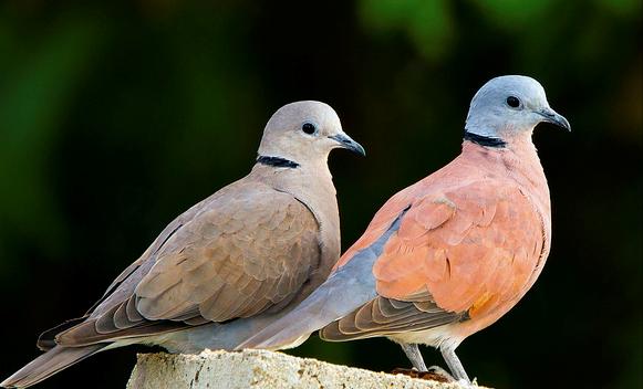 东江揽胜,惠州淡水常见鸟类图谱