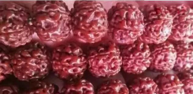 小金刚怎么选品种,如何挑选精品小金刚