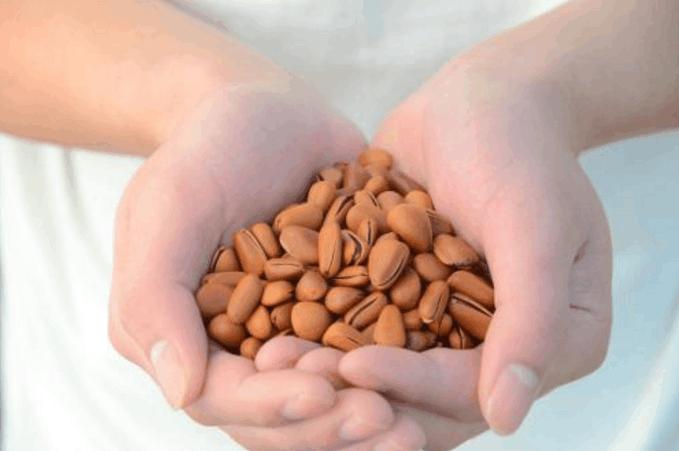 好多人喜欢吃松子,很多人吃过松子却不知道怎么来的