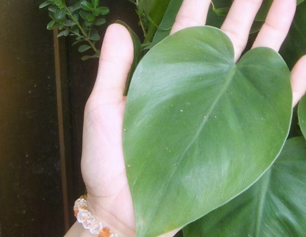 自制水肥需要注意什么,自制水肥氮肥过多怎么调节