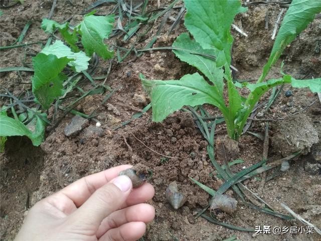 生石灰能杀灭蜗牛吗,种菜遇蜗牛吃如何防治