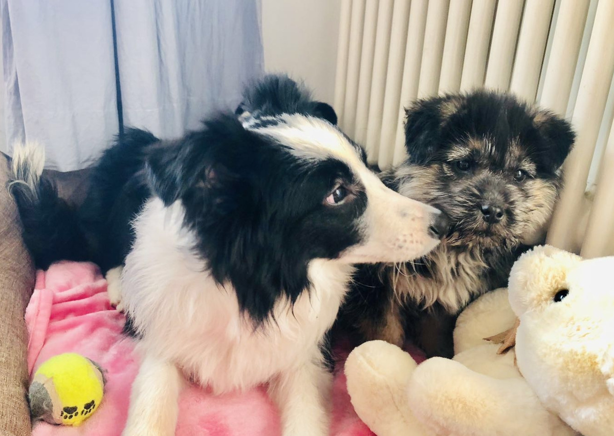 4-6岁高档玩具狗狗推荐,狗狗必买的10种玩具