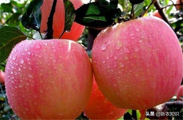 苹果栽培技术与管理方法,苹果栽培新技术