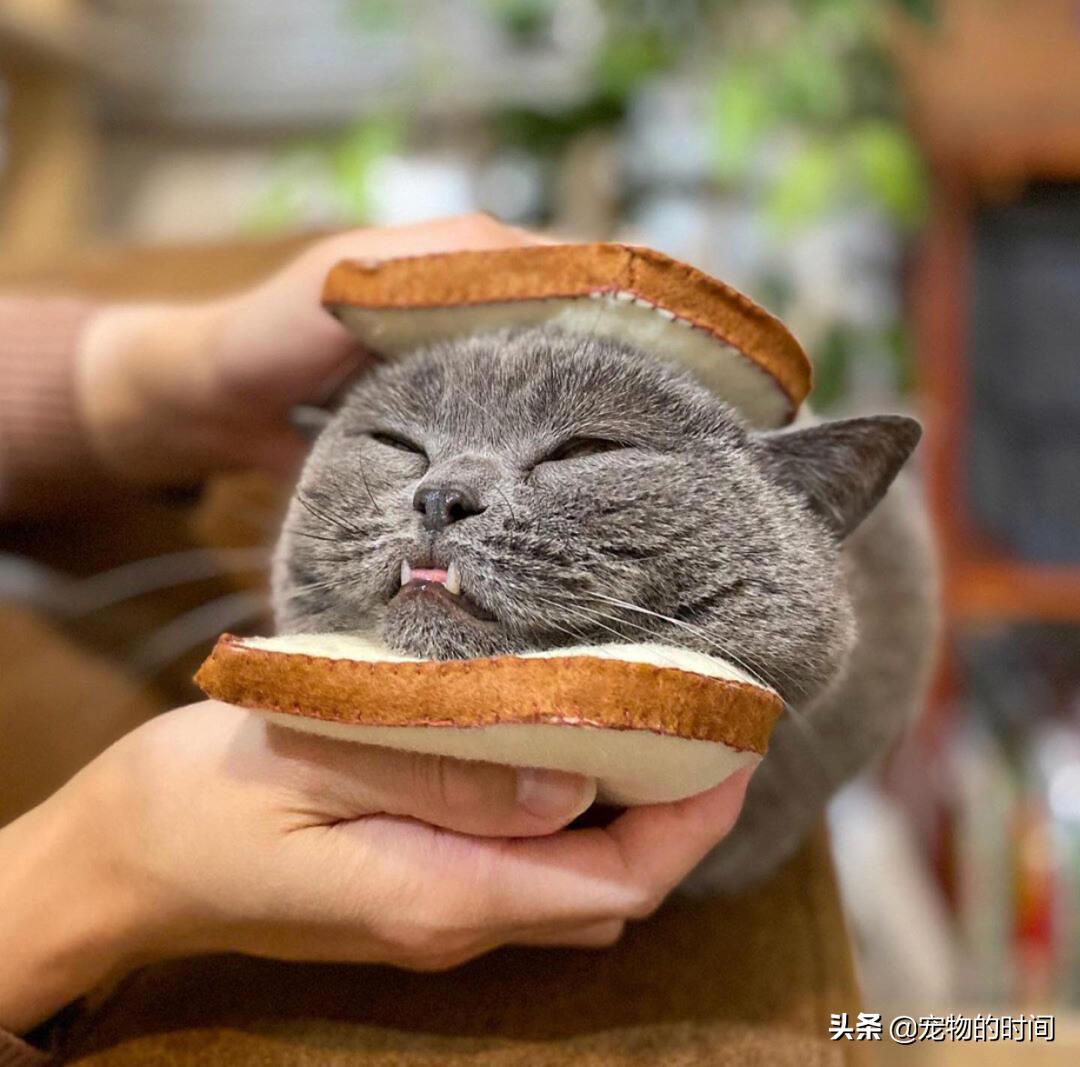 新手养成年猫咪的基础知识,养猫咪新手入门必备知识100个