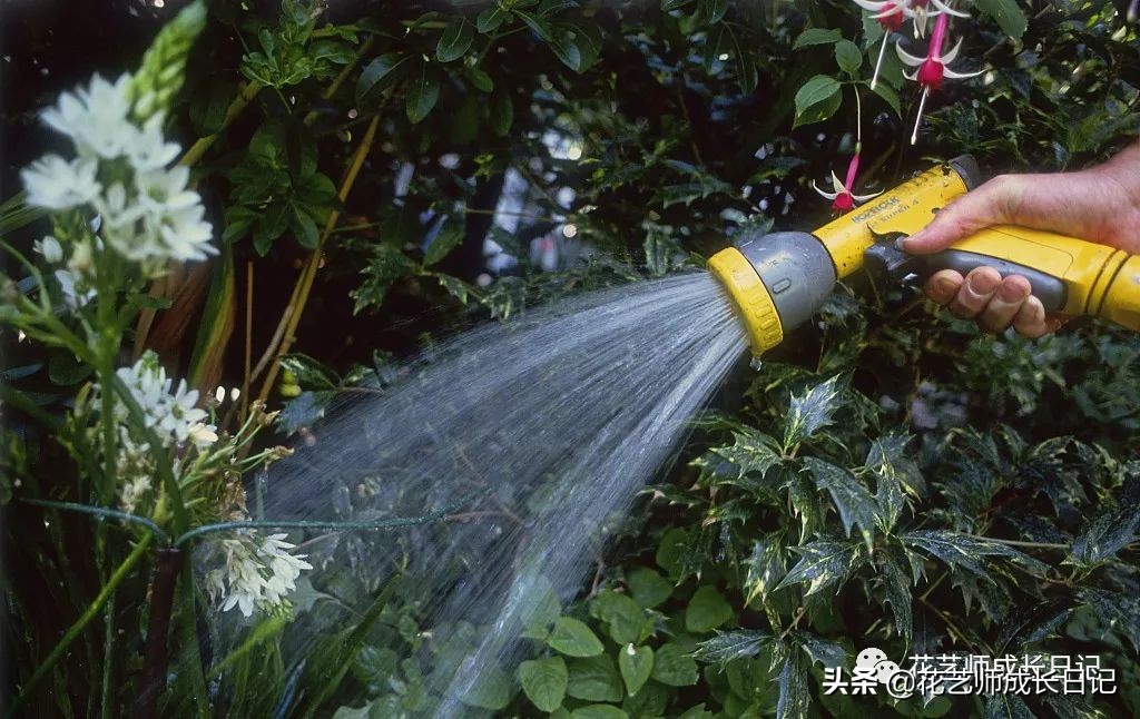 每日一花|伯利恒之星,可用于治疗癌症,洁白可爱