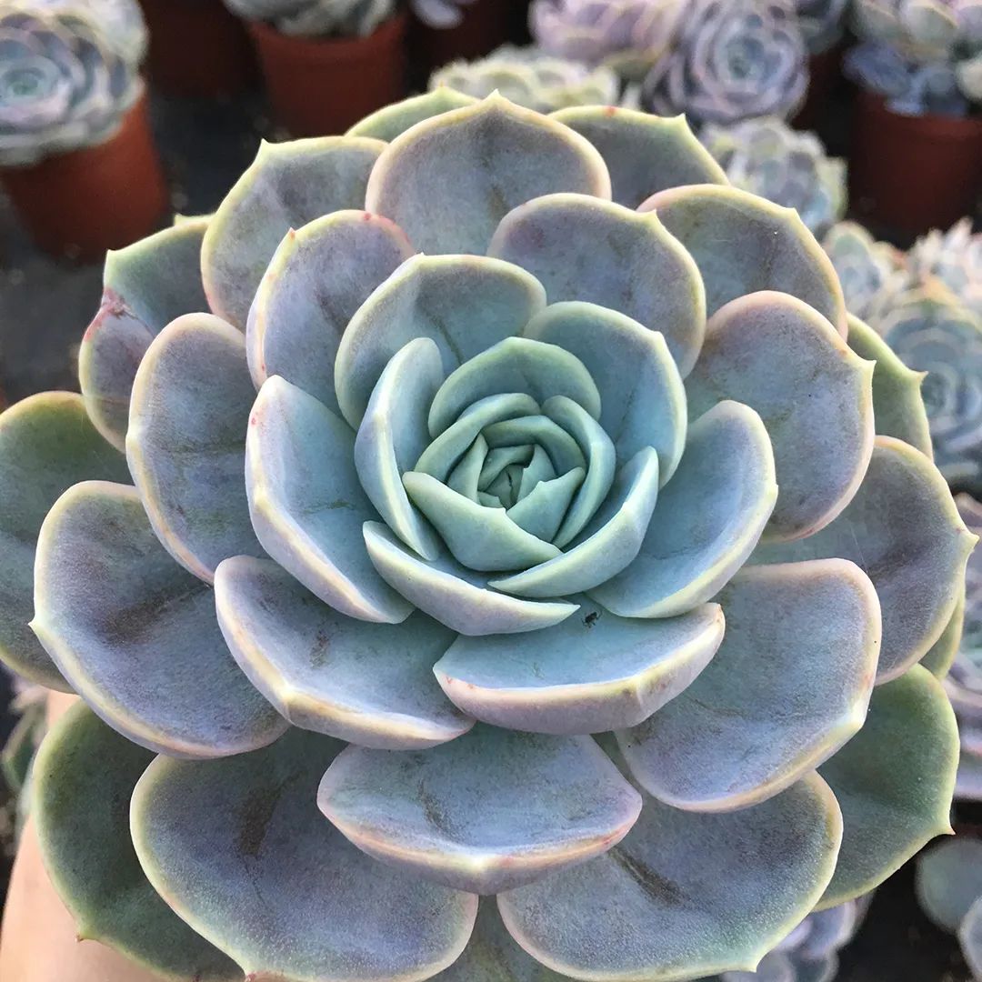 有暗纹的多肉有哪些,暗纹系多肉有哪些