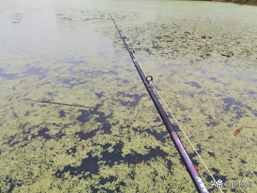 雷强钓黑鱼的方法与技巧,雷强钓法几月份黑鱼开口好