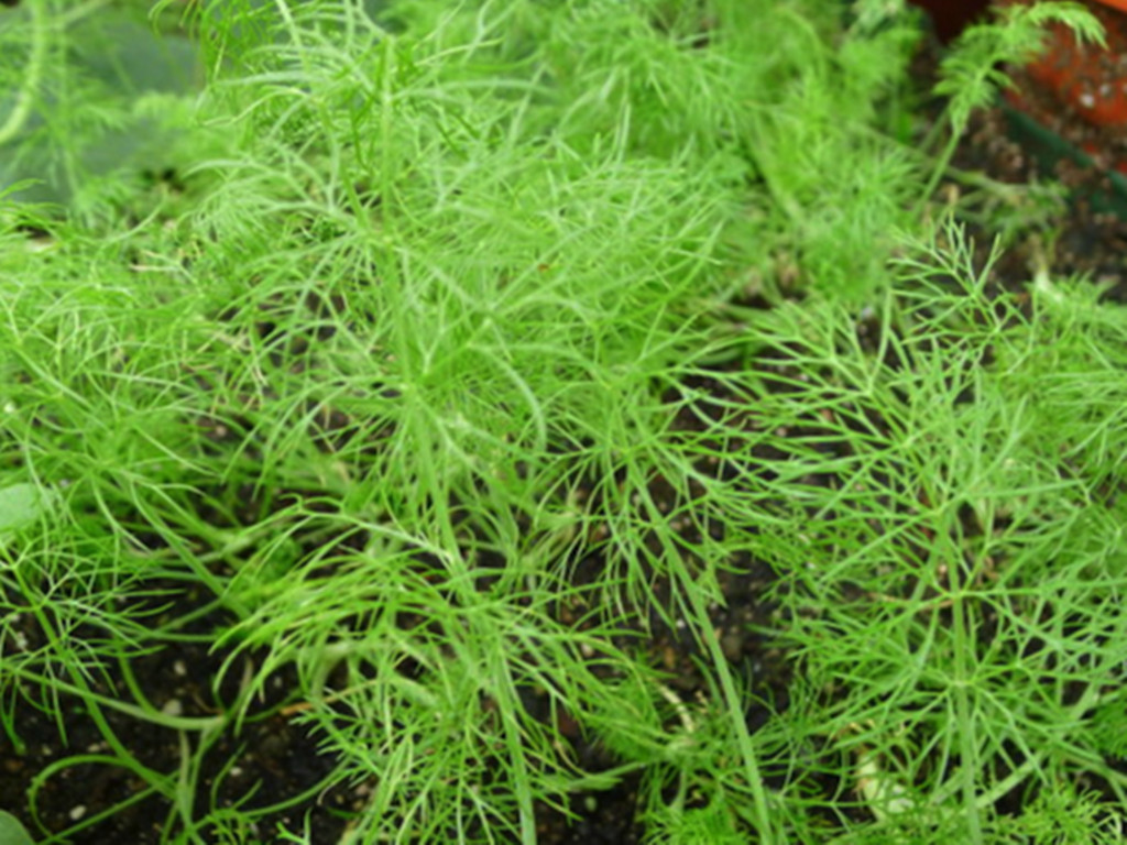 茴香盆栽养殖方法,盆栽茴香怎么长得粗壮好看