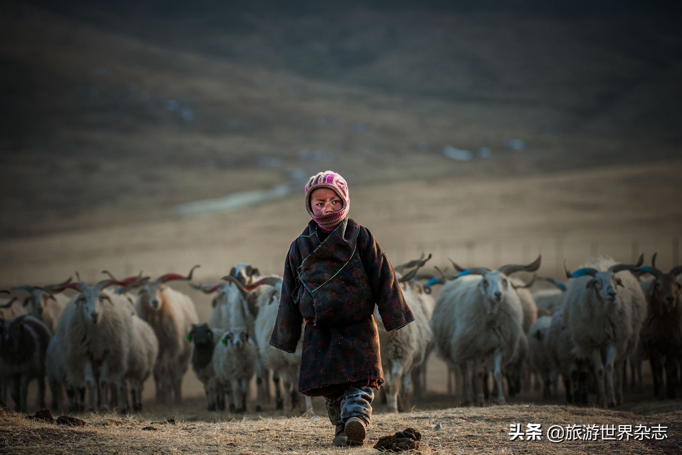 藏西风情歌曲原唱,藏羌风情演绎