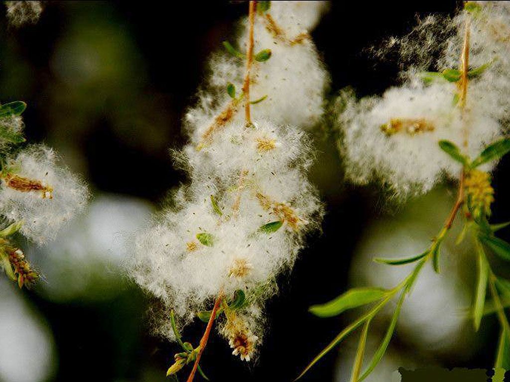 世人对柳絮的看法,古人不讨厌柳絮吗