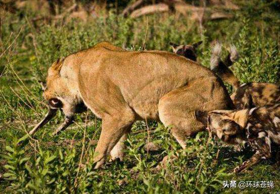 面对卑鄙无耻的掏肛专家，肌肉发达的精壮猎物，为何不逃跑？