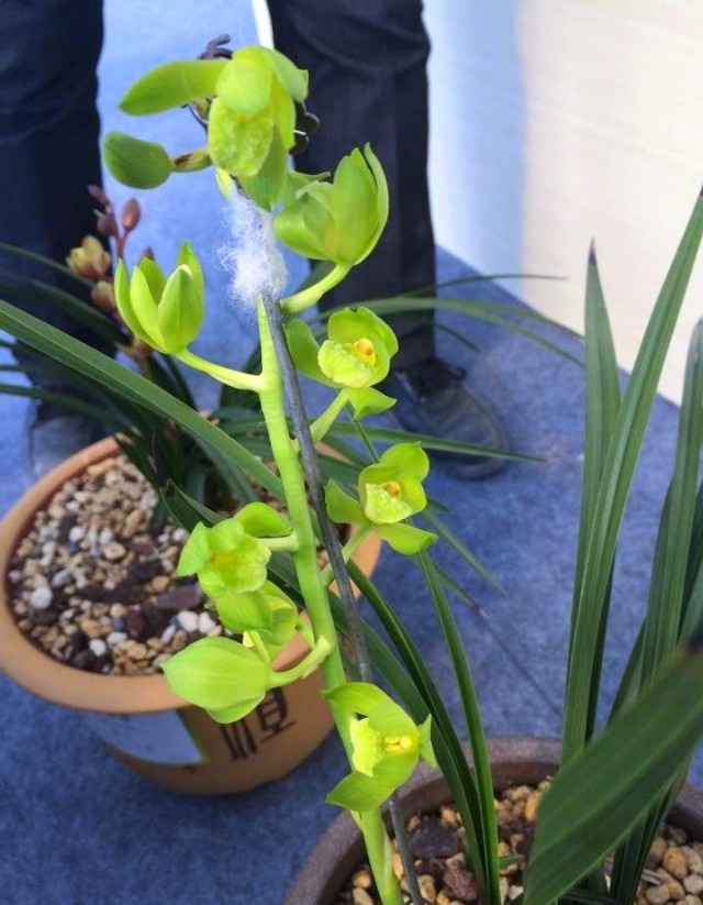 河南洛阳的一颗蕙兰,下山后成为传世名品