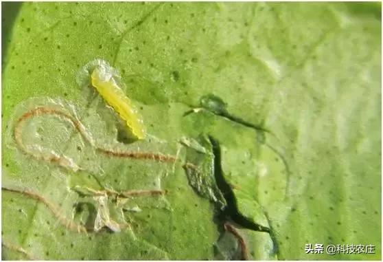 8月份果树植保管理技术要点,8月不努力9月徒伤悲