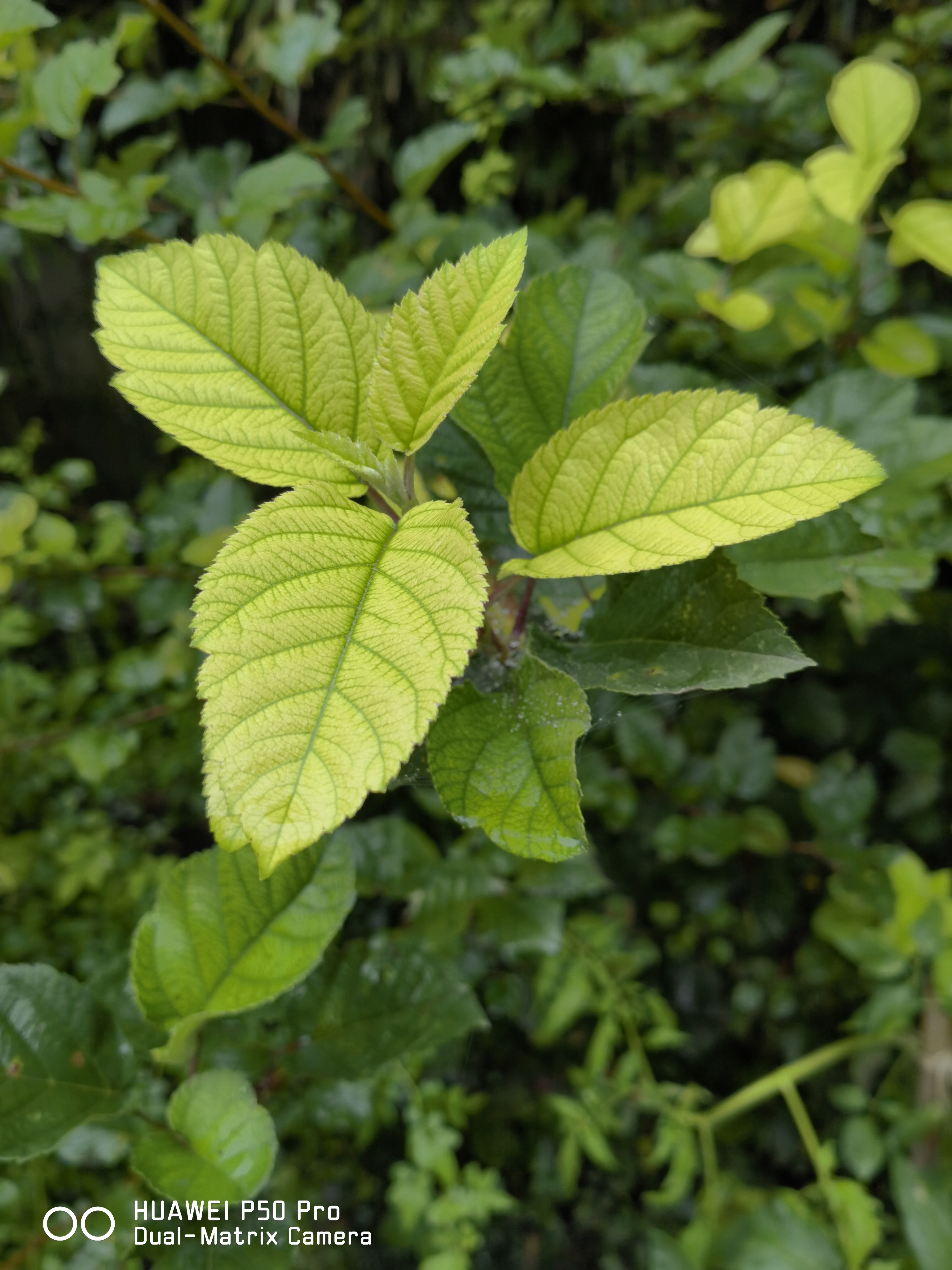 华为p50pro实测,华为p50pro变焦测试