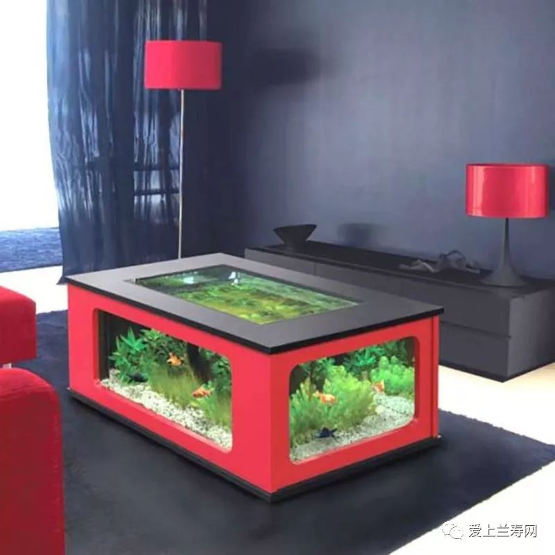 鱼缸五十种鱼,家庭鱼缸养什么鱼更容易存活