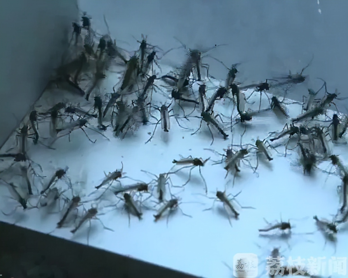 天冷了！成群小虫入室蹭暖气…