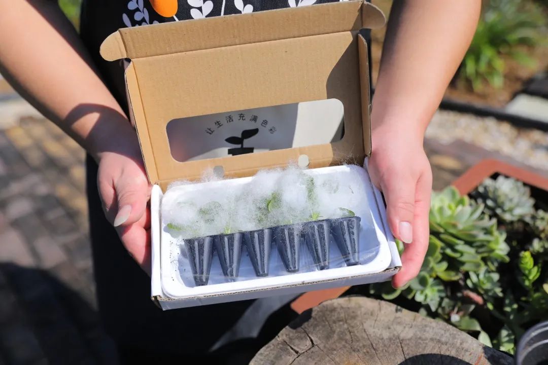 刚栽培的小苗怎样养护,小苗养护注意事项图解