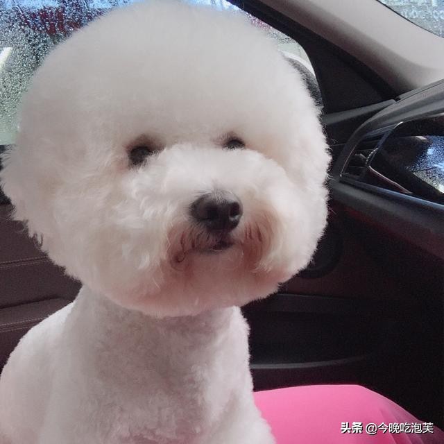 你知道狗狗的腥臭味是怎么来的吗？这才是给它们洗澡的原因