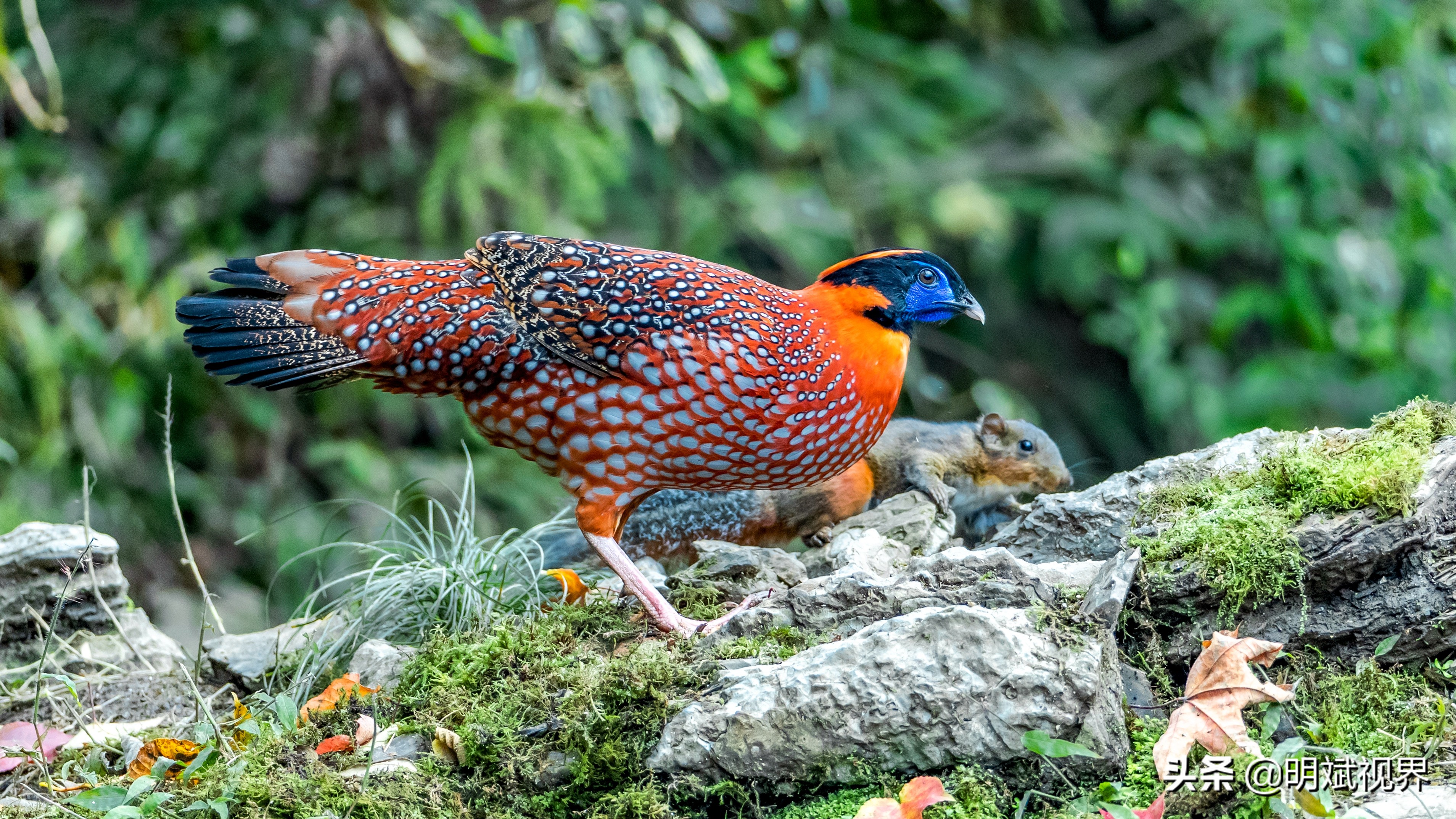 南川红腹角雉图片,重庆南川红腹角雉拍摄点