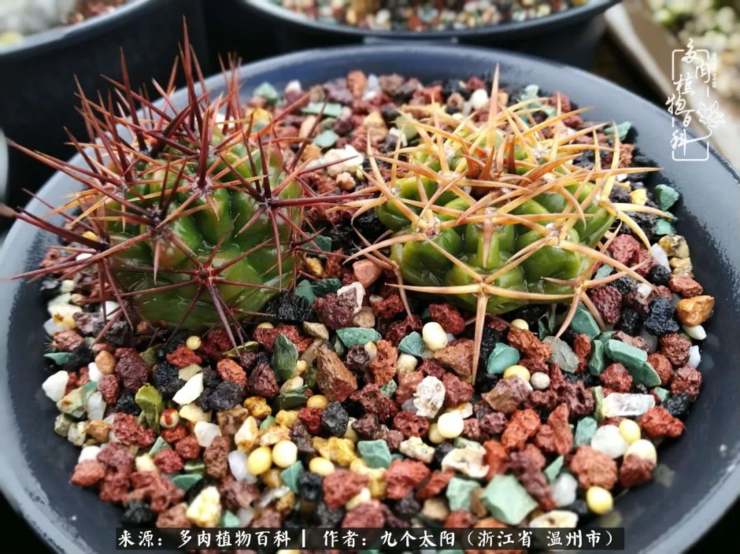 景天、球和龙舌兰，只要是多肉，都喜爱