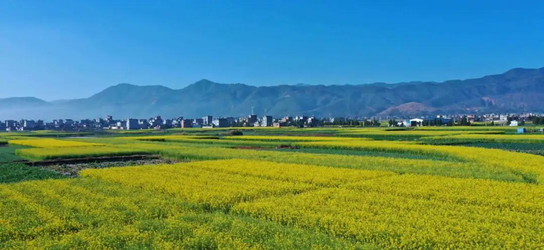 云品出滇入鲁,云品出滇鲜