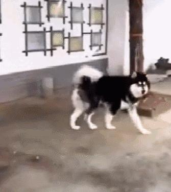 带你走进阿拉斯加雪橇犬的世界，你想了解的，这里都有