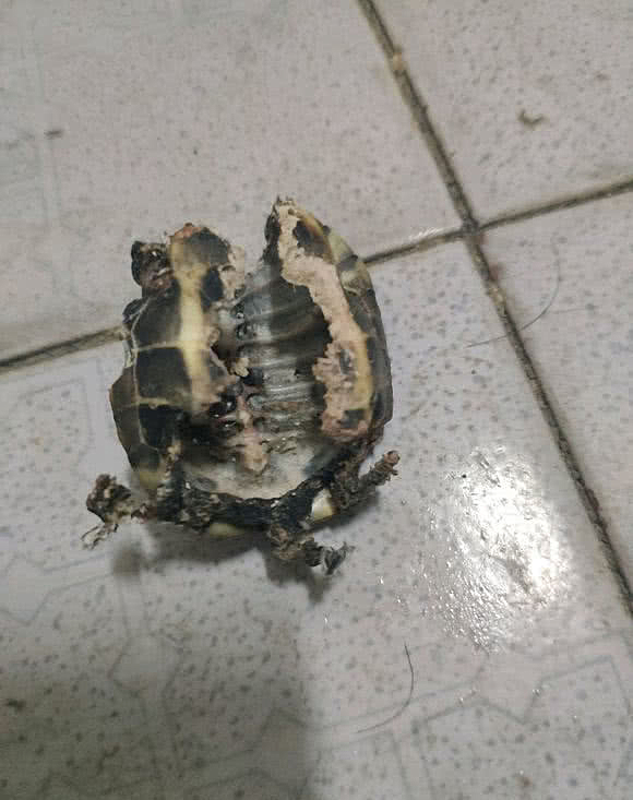 男子无意间发现失踪多年的乌龟,男子回来发现乌龟只剩龟骨架