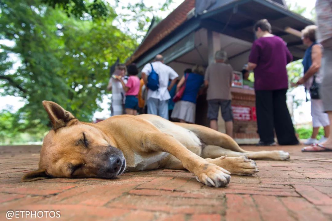 尼康d610和d750哪个值得入手,尼康d610d750d810怎么选