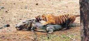 老虎对战斑点巨蜥,最大的蜥蜴和最大的鳄鱼战斗视频